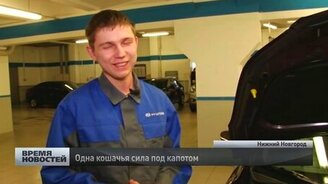 Котяра путешественник - смотреть видео (0:45)