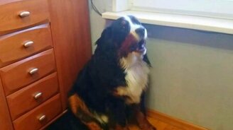 Собака поёт под Шопена - смотреть видео (4:00)