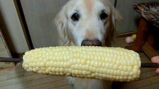 Пёс кушает кукурузу - смотреть видео (1:41)