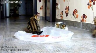 Котята-бесенята - смотреть видео (1:30)