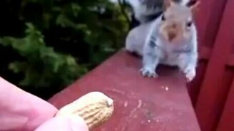 Белка и арахис в замедлении - смотреть видео (1:09)