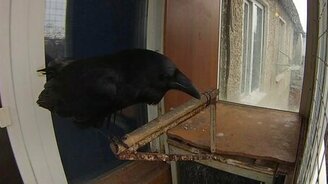 Ворон говорит сам с собой - смотреть видео (2:22)