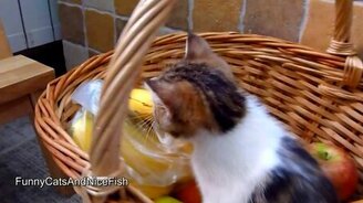 Котята и фрукты - смотреть видео (1:20)