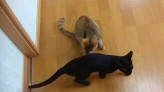 Тренируют молодняк - смотреть видео (0:49)