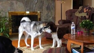 Собачье трио - смотреть видео (1:26)