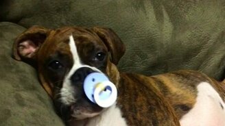 Щенок, засыпающий с соской - смотреть видео (0:49)