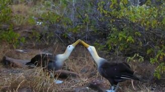 Заигрывания альбатросов - смотреть видео (2:59)