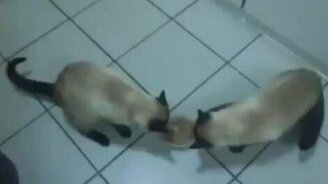 Хитрость - залог сытости - смотреть видео (1:14)