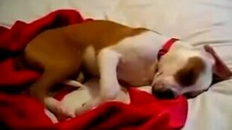 Пёсик хнычет во сне - смотреть видео (0:32)