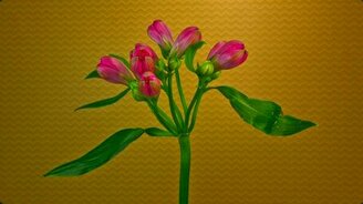 Весна: цветы распускаются! - смотреть видео (2:23)