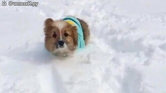 35 смешных корги - смотреть видео (2:03)