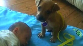 Сонный щенок охраняет спящего малыша - смотреть видео (2:43)