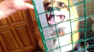 Лисичка мурлычет - смотреть видео (0:30)