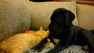 Рыжик и черныш - смотреть видео (0:59)