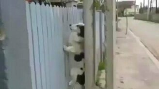 Собака-перелезака - смотреть видео (0:18)