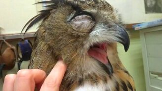 Инстинкт зевания у совы - смотреть видео (1:37)