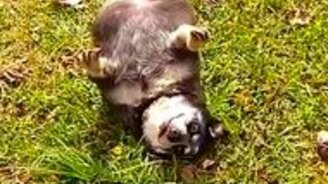 Если раскормить собаку - смотреть видео (1:33)