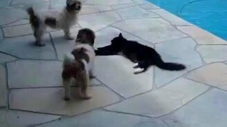 Две собаки против кошки - смотреть видео (0:29)