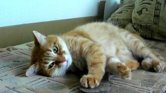 Кошки и обувная стелька - смотреть видео (1:47)