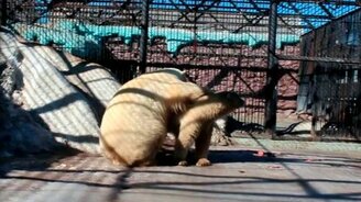 Первая встреча белых медведей - смотреть видео (3:37)