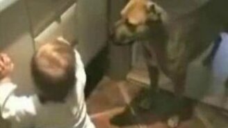 Я сказал - НЕЛЬЗЯ - смотреть видео (0:46)