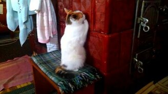 Кошка умывается стоя - смотреть видео (0:15)