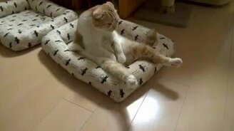 Я - самый ленивый кот в мире! - смотреть видео (0:59)