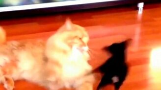 Доставучий пёсик против рыжего котяры - смотреть видео (1:36)