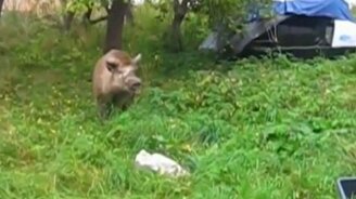 Дикий кабан - друг из леса - смотреть видео (2:50)