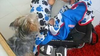 Заботливый пёс укутывает малыша - смотреть видео (0:46)