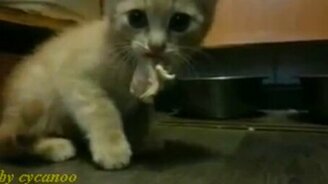 Котёнок защищает своё мясо - смотреть видео (2:08)