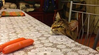 Мейнкун-ворюга - смотреть видео (1:33)