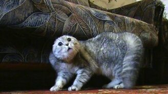 Сгинь, нечистая сила! - смотреть видео (1:23)