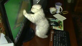 Котёнок играет в ферму - смотреть видео (2:55)