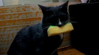 Кот и кухонная губка - смотреть видео (1:35)