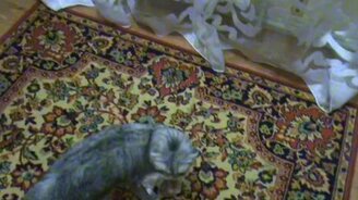 Тихон-воришка - смотреть видео (3:04)