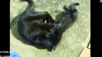 Жил да был чёрный кот - смотреть видео (3:07)