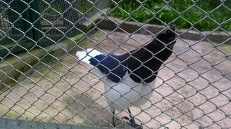 Птица-говорун пародирует звуки компьютерной игры - смотреть видео (1:04)