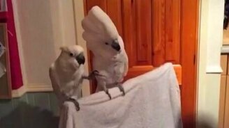 Какаду - поклонник Элвиса Пресли - смотреть видео (2:26)