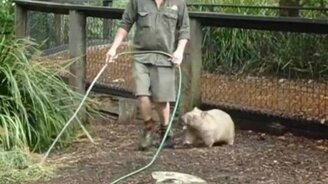 Вомбат хочет играться - смотреть видео (1:41)