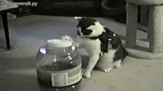 19 котов Чака Норриса - смотреть видео (1:29)