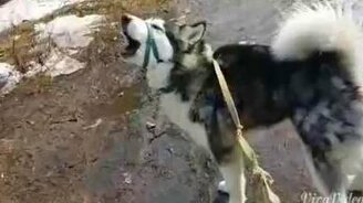 Пожарная сирена или маламут: кто громче? - смотреть видео (0:25)