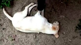 Хобот пристаёт к собаке - смотреть видео (2:32)