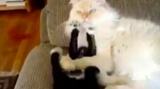 Котёнок доприставался - смотреть видео (1:04)