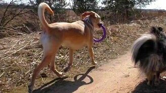 Весенняя собачья прогулка - смотреть видео (2:24)