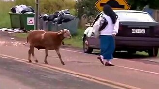 Всех забодал! - смотреть видео (1:59)