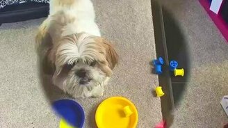 Умненькая собачонка - смотреть видео (1:52)