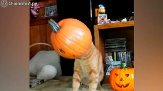 20 конфузов с кошками - смотреть видео (1:09)