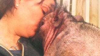 Колыбельная для поросёнка - смотреть видео (1:27)