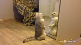 Житуха домашнего котяры - смотреть видео (2:01)